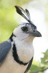 White-throated Magpie-Jay    Calocitta formosa